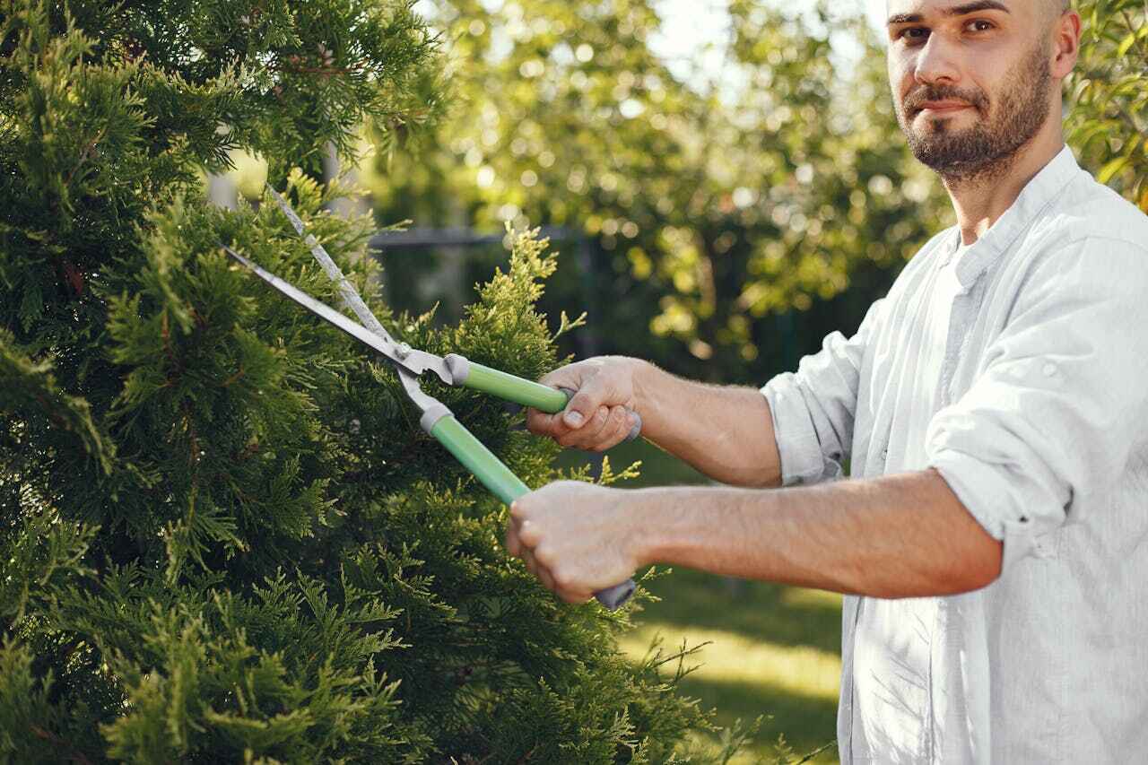 Dead Tree Removal in Holly Ridge, NC